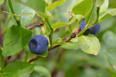 Close-up of fruit growing on plant