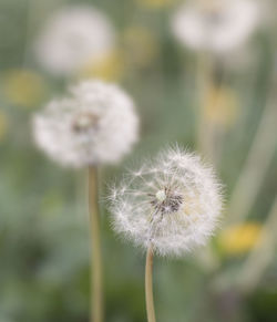 Close-up of dandelion