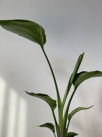 Close-up of white flowering plant