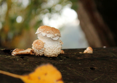 Mushrooms in a forest