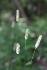 Close-up of dandelion growing outdoors