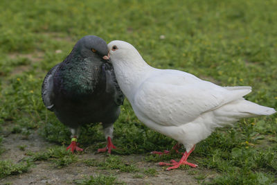 Close-up of birds on field