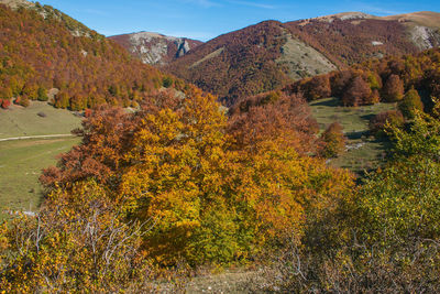 Plants growing on land against sky during autumn