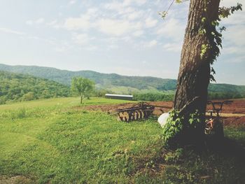 Trees on field against sky