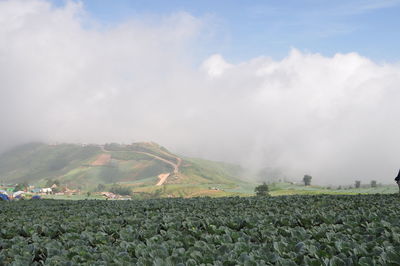 Scenic view of agricultural field against cloudy sky