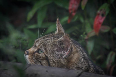 Close-up of a cat looking away