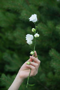 White flower in woman hand on a green background