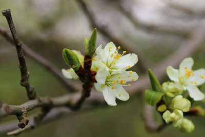 Close-up of cherry blossom on tree