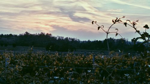 Scenic view of field against cloudy sky