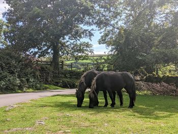 Horses in a field