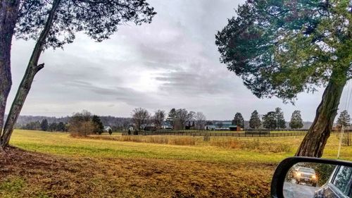 Trees growing on field against sky