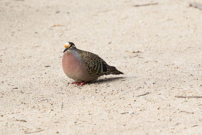 Close-up of bird perching on sand