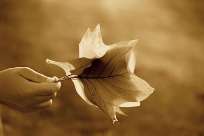 Close-up of hand holding white flower