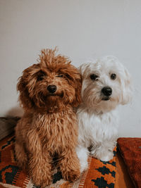 Portrait of dog sitting at home