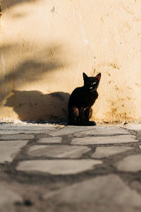 Cat sitting on footpath