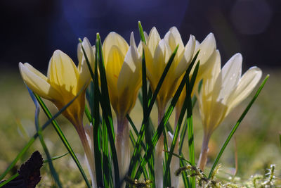 Close-up of yellow crocus flowers on field