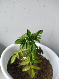 High angle view of potted plant against wall