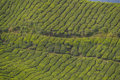 High angle view of corn field