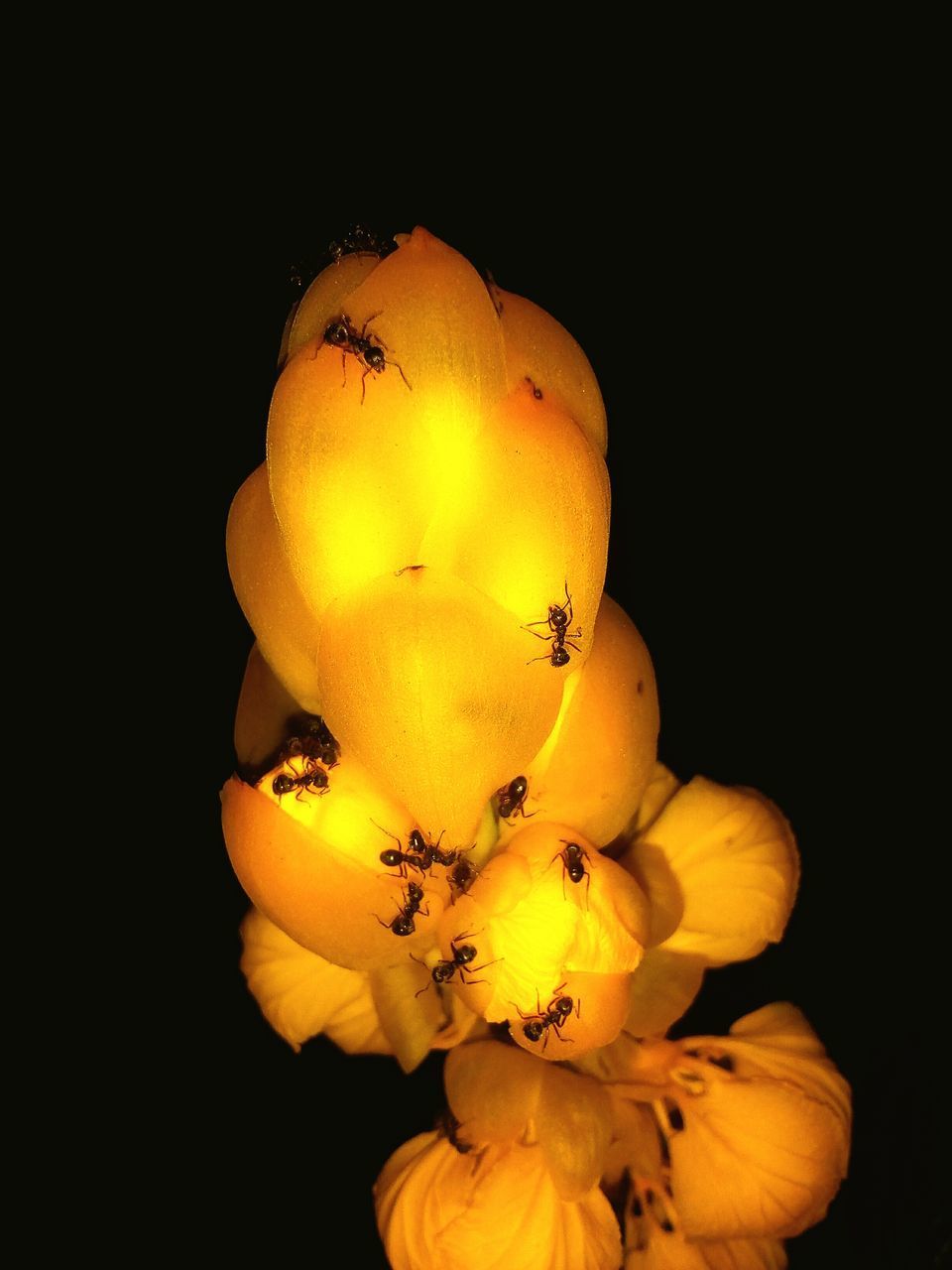 CLOSE-UP OF YELLOW ROSE FLOWER AGAINST BLACK BACKGROUND