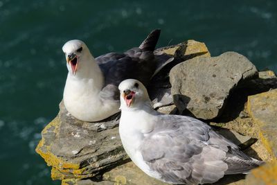 Birds perching on rock