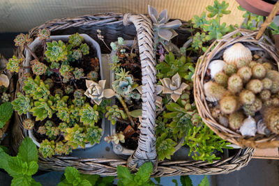 High angle view of plants in basket