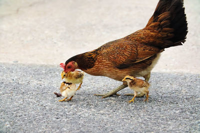 Full length of a hen on the road