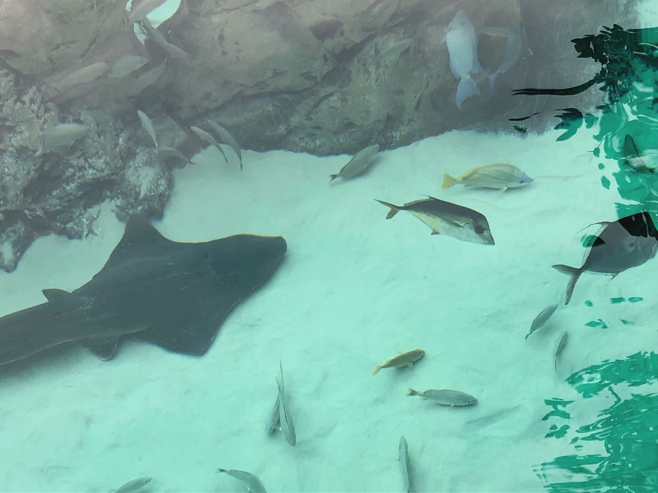 fish, underwater, animal themes, water, animals in the wild, stingray, swimming, sea life, large group of animals, nature, no people, high angle view, undersea, animal wildlife, sea, aquarium, day, indoors, beauty in nature, mammal