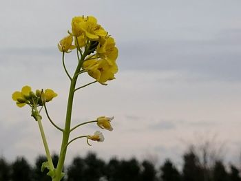 Close-up of yellow flowers blooming against sky