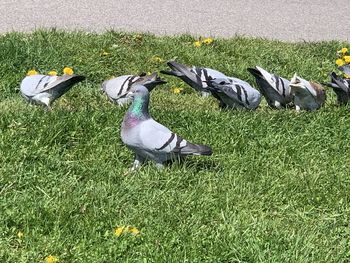 High angle view of bird on field