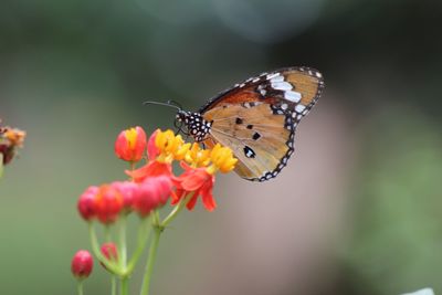 Close-up of butterfly pollinating on flower