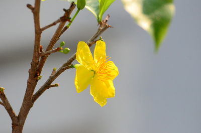 Close-up of yellow flowering plant