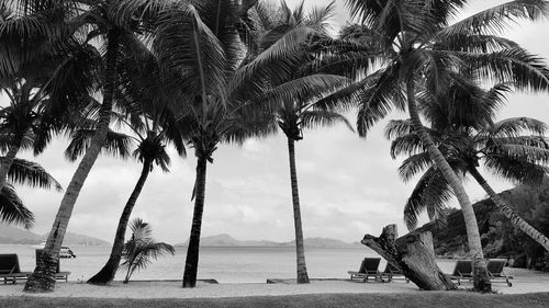 Palm trees on beach against sky