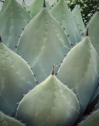 Close-up of prickly pear cactus