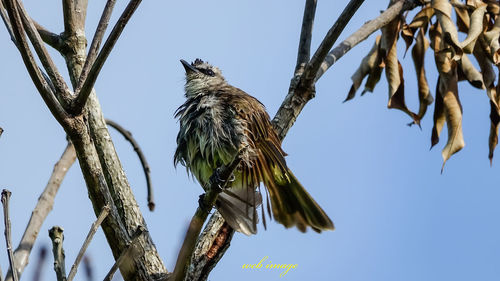 Low angle view of bird perching on tree against sky