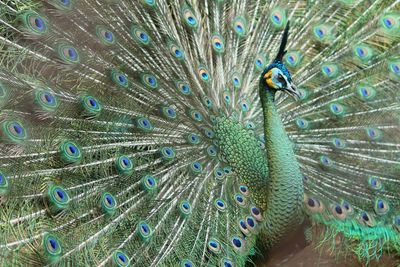 Full frame shot of peacock