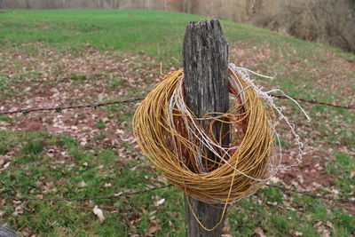 Close-up of grass in field