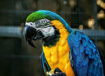 Close-up of gold and blue macaw against cage at zoo
