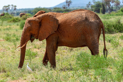 Side view of elephant on field