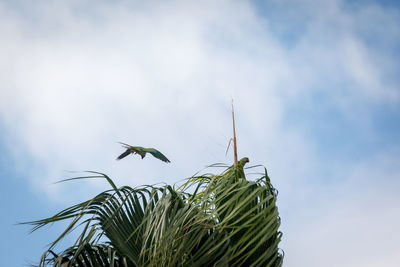 Low angle view of birds on tree against sky