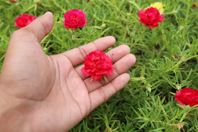 Close-up of hand holding red rose flower