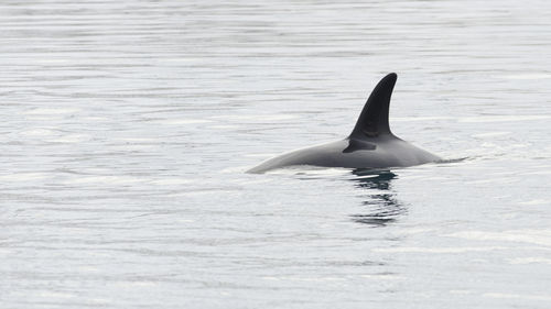 Killer whale swimming in sea