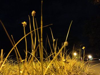 Close-up of grass on field at night