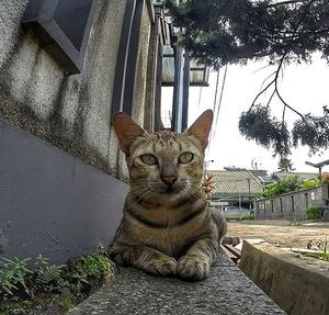 Portrait of cat sitting outdoors