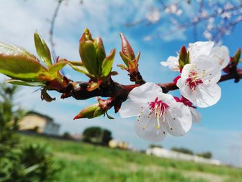 Close-up of fresh white flowers blooming in park