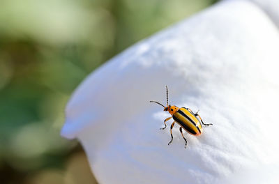 Close-up of insect on leaf