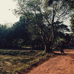 Trees in the forest