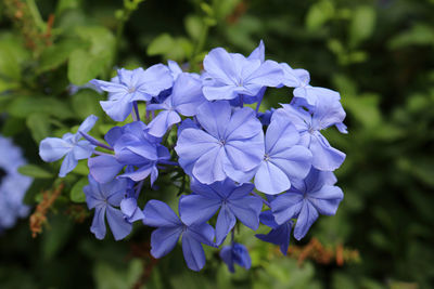 Close-up of purple flowering plant