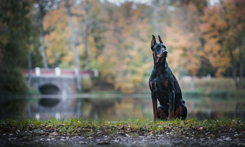 View of a dog on field