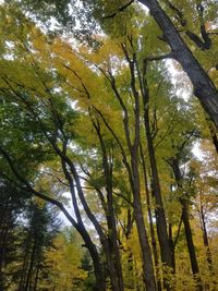 Low angle view of trees in forest