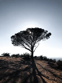 Tree on field against clear sky